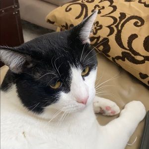 Meet your Posher, Dylan